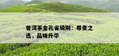 普洱茶金孔雀级别：尊贵之选，品味升华