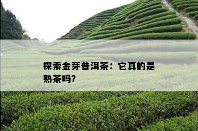 探索金芽普洱茶：它真的是熟茶吗？