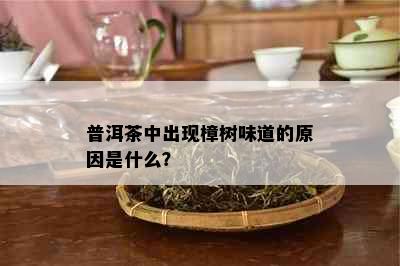 普洱茶中出现樟树味道的原因是什么？