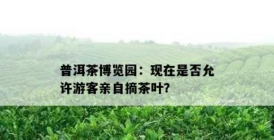 普洱茶博览园：现在是否允许游客亲自摘茶叶？