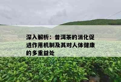 深入解析：普洱茶的消化促进作用机制及其对人体健康的多重益处