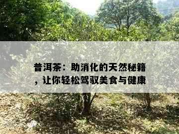 普洱茶：助消化的天然秘籍，让你轻松驾驭美食与健康