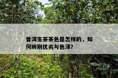 普洱生茶茶色是怎样的，如何辨别优劣与色泽？