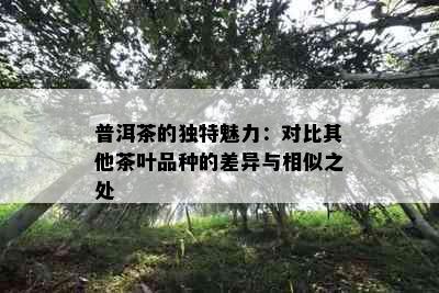 普洱茶的独特魅力：对比其他茶叶品种的差异与相似之处