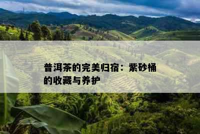 普洱茶的完美归宿：紫砂桶的收藏与养护