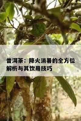 普洱茶：降火消暑的全方位解析与其饮用技巧