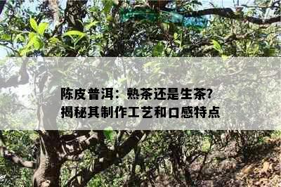 陈皮普洱：熟茶还是生茶？揭秘其制作工艺和口感特点