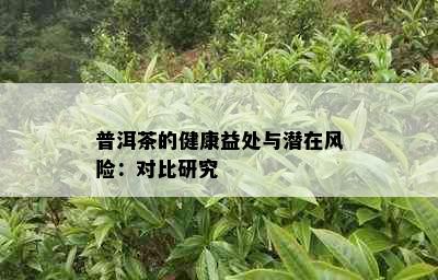 普洱茶的健康益处与潜在风险：对比研究