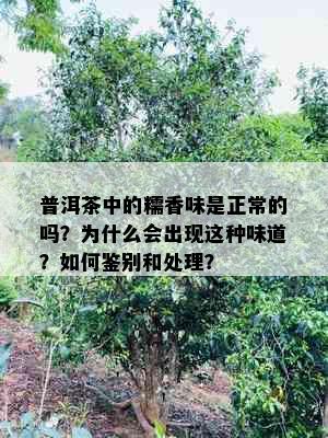 普洱茶中的糯香味是正常的吗？为什么会出现这种味道？如何鉴别和处理？