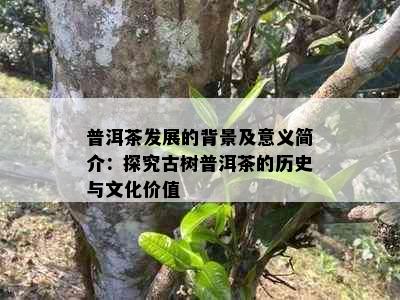 普洱茶发展的背景及意义简介：探究古树普洱茶的历史与文化价值