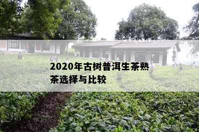 2020年古树普洱生茶熟茶选择与比较