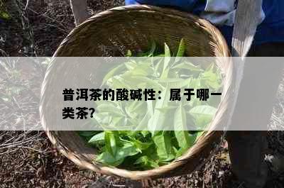 普洱茶的酸碱性：属于哪一类茶？