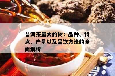 普洱茶更大的树：品种、特点、产量以及品饮方法的全面解析