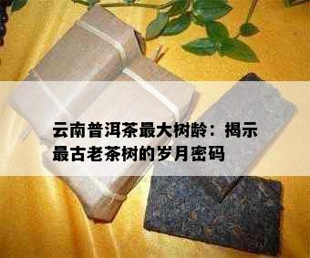 云南普洱茶更大树龄：揭示最古老茶树的岁月密码