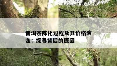 普洱茶陈化过程及其价格演变：探寻背后的原因