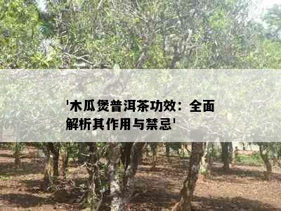 '木瓜煲普洱茶功效：全面解析其作用与禁忌'