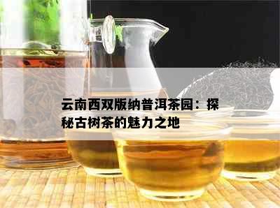 云南西双版纳普洱茶园：探秘古树茶的魅力之地