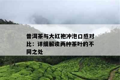 普洱茶与大红袍冲泡口感对比：详细解读两种茶叶的不同之处