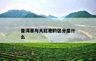 普洱茶与大红袍的区分是什么