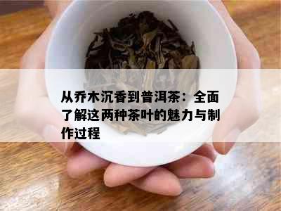 从乔木沉香到普洱茶：全面了解这两种茶叶的魅力与制作过程