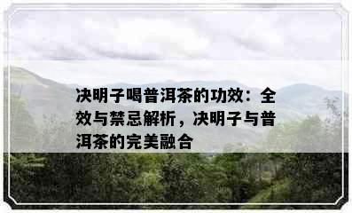 决明子喝普洱茶的功效：全效与禁忌解析，决明子与普洱茶的完美融合