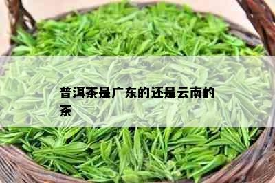 普洱茶是广东的还是云南的茶