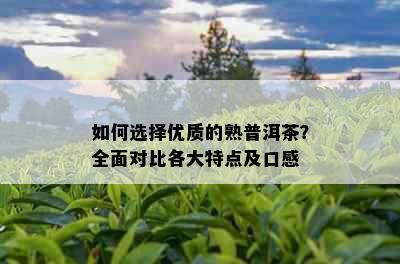 如何选择优质的熟普洱茶？全面对比各大特点及口感