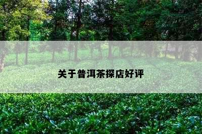 关于普洱茶探店好评