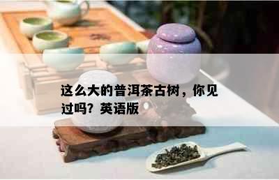 这么大的普洱茶古树，你见过吗？英语版