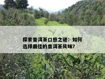 探索普洱茶口感之谜：如何选择更佳的普洱茶风味？