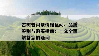 古树普洱茶价格区间、品质鉴别与购买指南：一文全面解答您的疑问