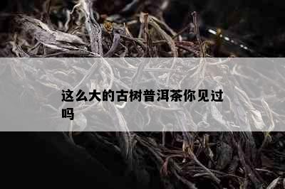 这么大的古树普洱茶你见过吗