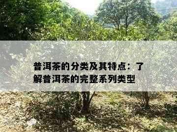 普洱茶的分类及其特点：了解普洱茶的完整系列类型