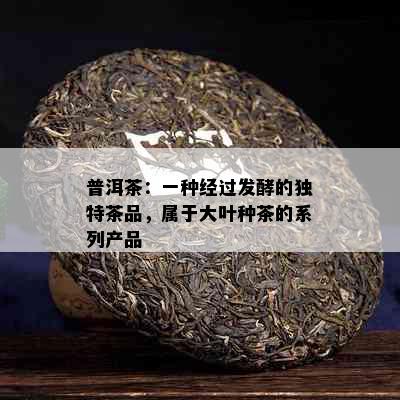 普洱茶：一种经过发酵的独特茶品，属于大叶种茶的系列产品