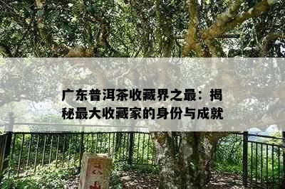 广东普洱茶收藏界之最：揭秘更大收藏家的身份与成就