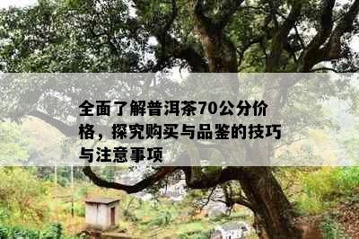 全面了解普洱茶70公分价格，探究购买与品鉴的技巧与注意事项