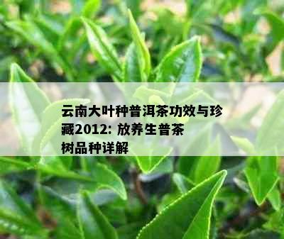 云南大叶种普洱茶功效与珍藏2012: 放养生普茶树品种详解