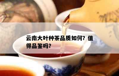 云南大叶种茶品质如何？值得品鉴吗？