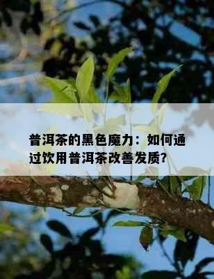 普洱茶的黑色魔力：如何通过饮用普洱茶改善发质？