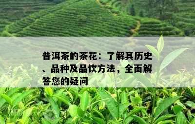 普洱茶的茶花：了解其历史、品种及品饮方法，全面解答您的疑问