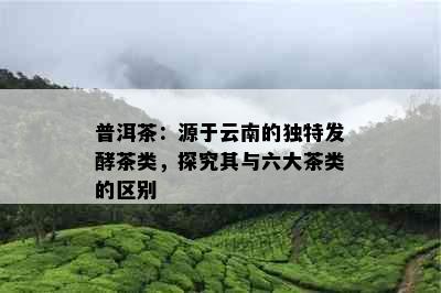 普洱茶：源于云南的独特发酵茶类，探究其与六大茶类的区别