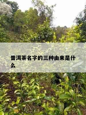 普洱茶名字的三种由来是什么