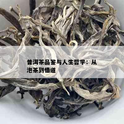 普洱茶品鉴与人生哲学：从泡茶到悟道