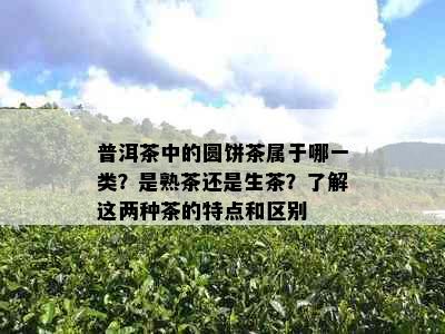 普洱茶中的圆饼茶属于哪一类？是熟茶还是生茶？了解这两种茶的特点和区别