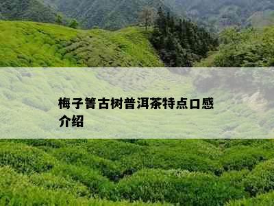 梅子箐古树普洱茶特点口感介绍