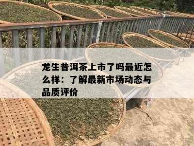 龙生普洱茶上市了吗最近怎么样：了解最新市场动态与品质评价