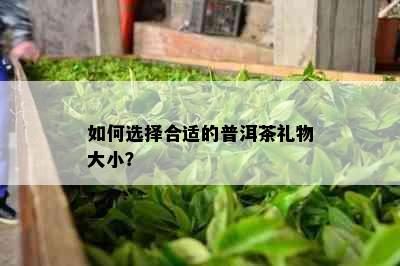 如何选择合适的普洱茶礼物大小？