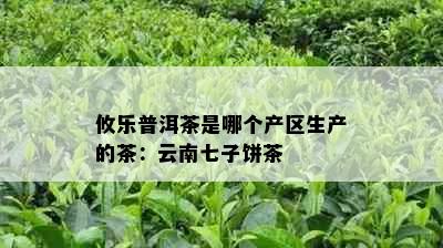 攸乐普洱茶是哪个产区生产的茶：云南七子饼茶