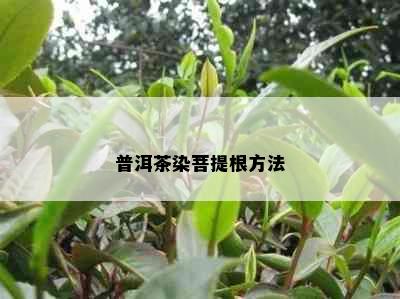 普洱茶染菩提根方法