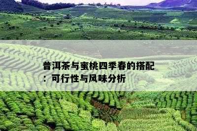 普洱茶与蜜桃四季春的搭配：可行性与风味分析